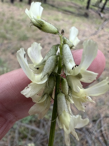 Image of Astragalus reventiformis by no rights reserved