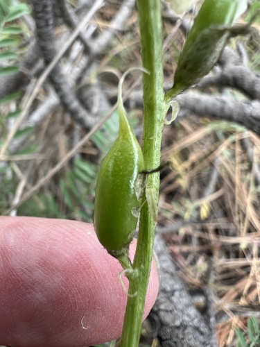 Image of Astragalus reventiformis by no rights reserved