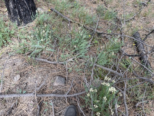 Image of Astragalus reventiformis by no rights reserved