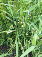 Sisyrinchium montanum