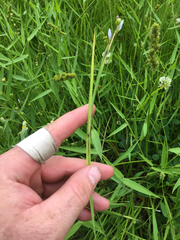 Sisyrinchium montanum