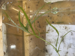 Callitriche heterophylla