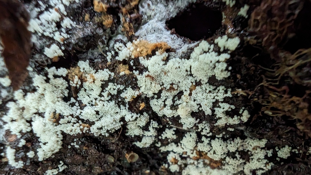 Henningsomyces candidus · June 2024 · photo: © atsushi_nakajima_cirque (iNaturalist, cc-by)