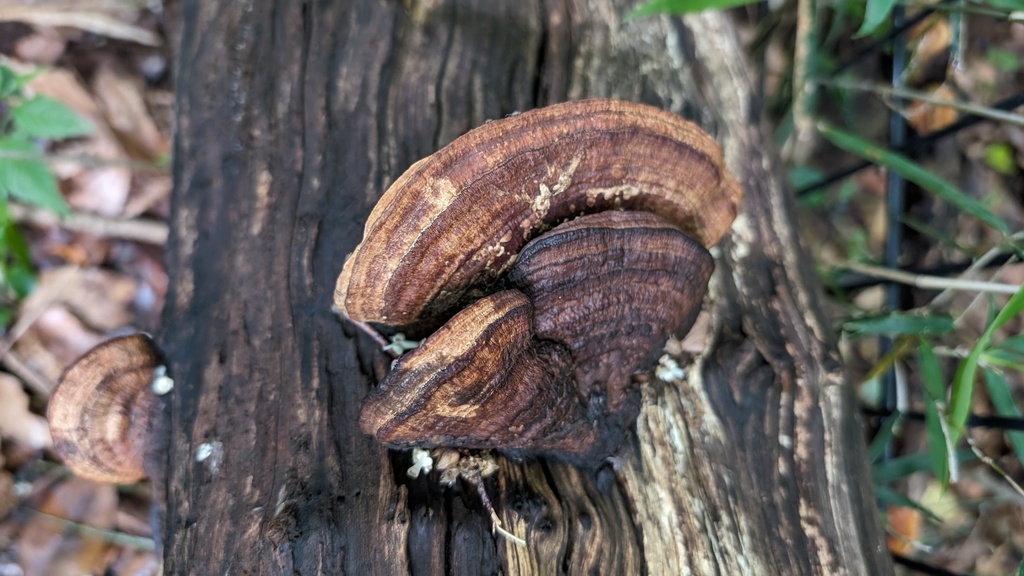 Fomitopsis dickinsii · June 2024 · photo: © atsushi_nakajima_cirque (iNaturalist, cc-by)