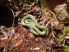 Opheodrys vernalis