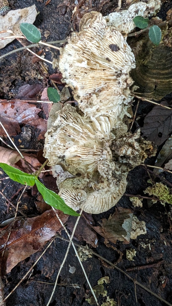 Trametes betulina · June 2024 · photo: © atsushi_nakajima_cirque (iNaturalist, cc-by)
