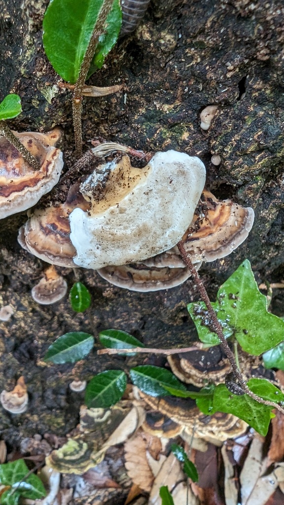 Microporus affinis · June 2024 · photo: © atsushi_nakajima_cirque (iNaturalist, cc-by)