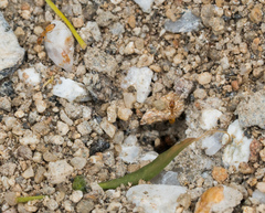 Forelius pruinosus