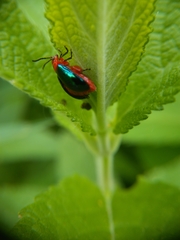 Kuschelina gibbitarsa