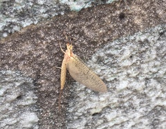 Ephemera orientalis
