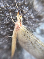 Ephemera orientalis
