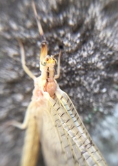 Ephemera orientalis