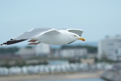 Larus argentatus