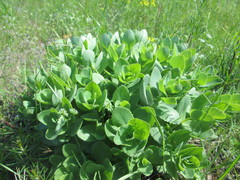 Hylotelephium telephium