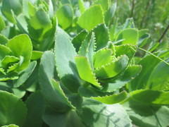 Hylotelephium telephium