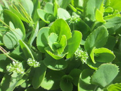 Hylotelephium telephium