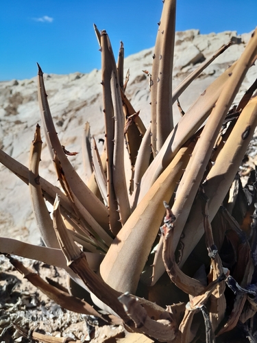 Image of Aloe asperifolia by no rights reserved