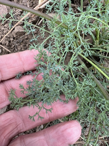 Image of Lomatium refugianum by no rights reserved