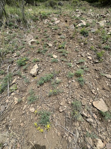 Image of Lomatium refugianum by no rights reserved