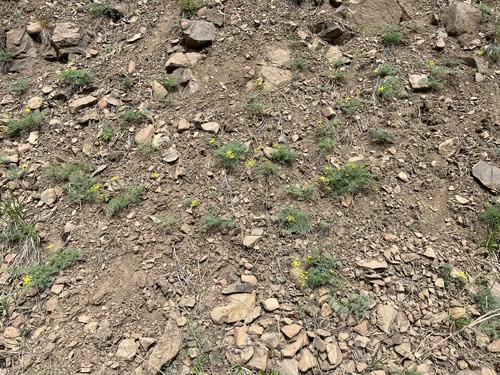 Image of Lomatium refugianum by no rights reserved