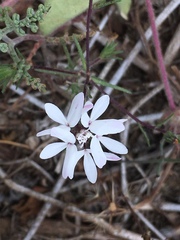 Osmadenia tenella