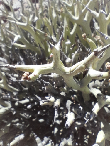 Image of Euphorbia Lignosa (Euphorbia lignosa) by no rights reserved