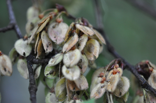 Paprastoji vinkšna nuotrauka