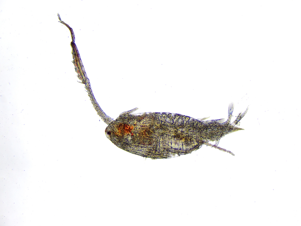 Aglaodiaptomus spatulocrenatus