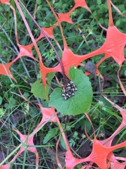 Orsilochides stictica