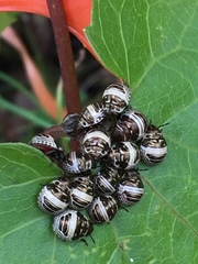Orsilochides stictica