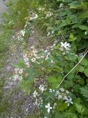 Rubus frondosus