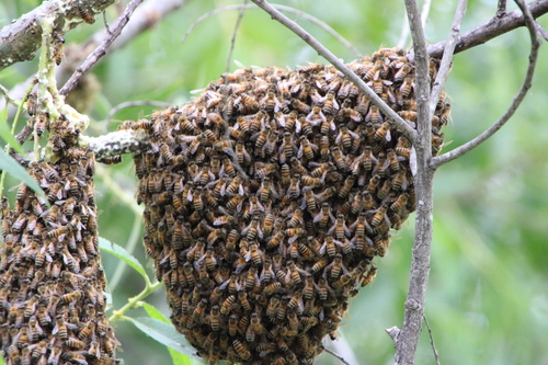 iNaturalist observation photo of Western Honey Bee