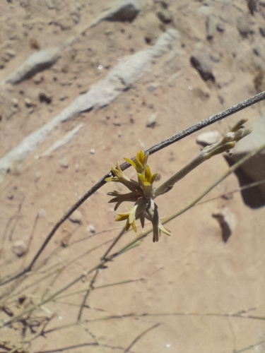 Image of Orthanthera albida by no rights reserved