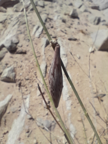 Image of Orthanthera albida by no rights reserved