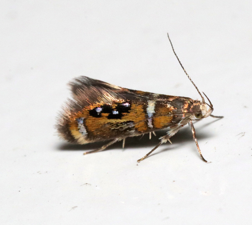Shaler's Fabiola Moth