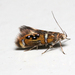 Shaler's Fabiola Moth - Photo (c) smithjg1954, some rights reserved (CC BY-NC), uploaded by smithjg1954