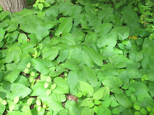 Foto de Áster-do-bosque