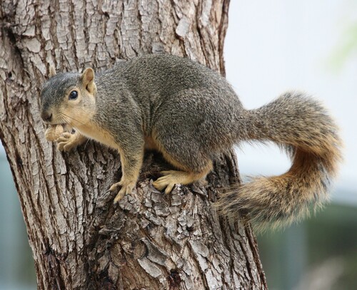 iNaturalist observation photo of Eastern Fox Squirrel