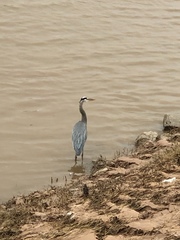 Ardea herodias