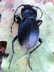 Carabus montivagus