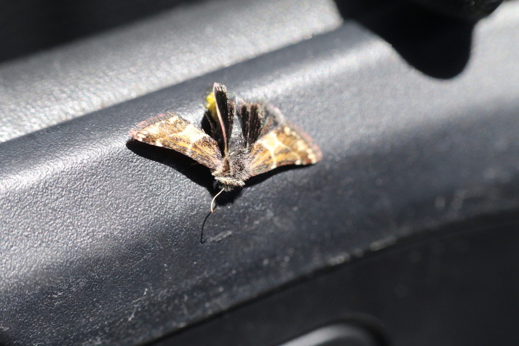 Schinia scarletina