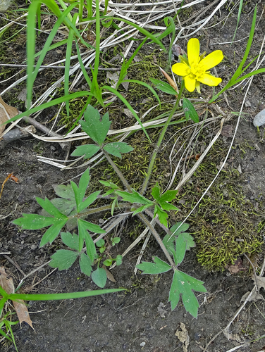Ranunculus hispidus iNat (2)