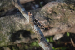 Platyarthron bilineatum