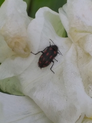 Astylus bourgeoisi