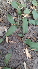 Convolvulus crenatifolius