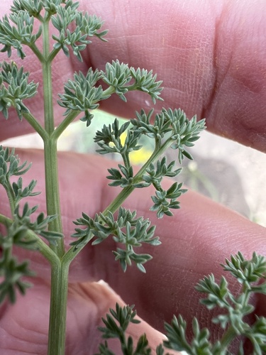 Image of Lomatium refugianum by no rights reserved