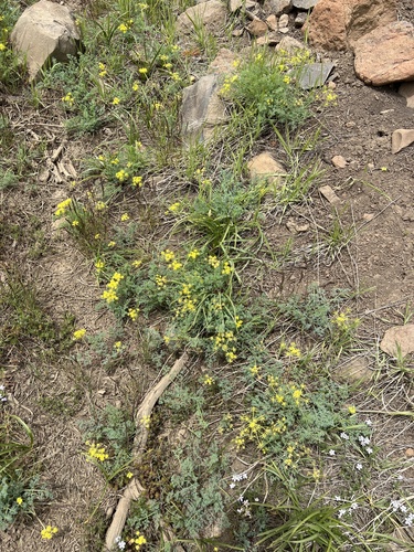 Image of Lomatium refugianum by no rights reserved