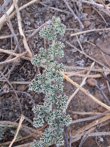 Image of Citrullus ecirrhosus by no rights reserved
