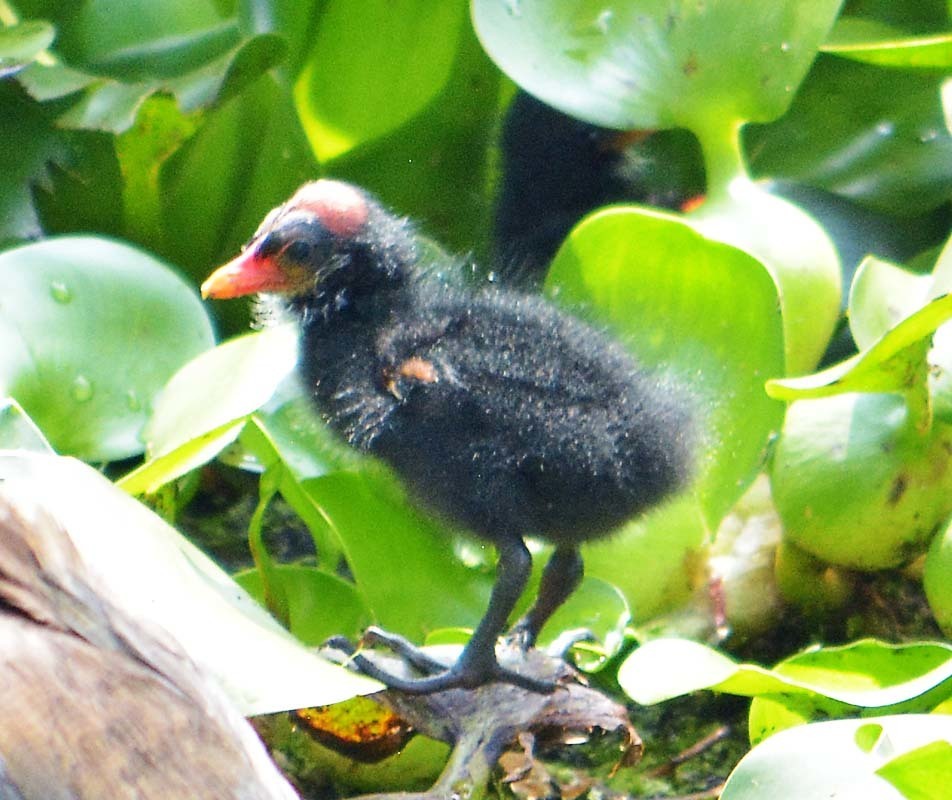 Gallinula galeata pauxilla