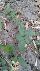 Convolvulus crenatifolius